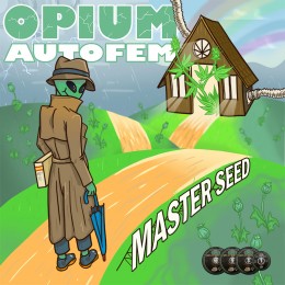 Auto Opium fem. Master-Seed