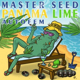 Auto Panama Lime fem. Master-Seed
