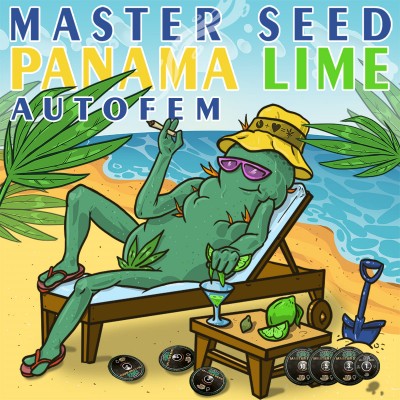 Семя Auto Panama Lime сид банка Master-Seed