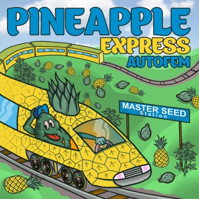 Семя Auto Pineapple Express сид банка Master-Seed