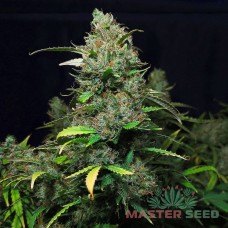Auto Purple Kush fem. Master-Seed