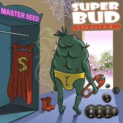 Насіння Auto Super Bud сід банку Master-Seed