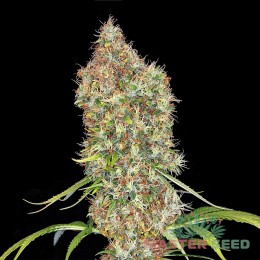 Auto Super Bud fem. Master-Seed