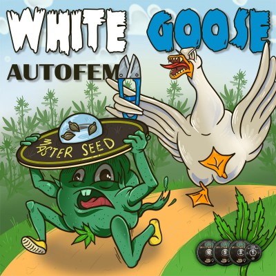 Насіння Auto White Goose сід банку Master-Seed