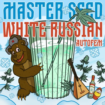 Семя Auto White Russian сид банка Master-Seed
