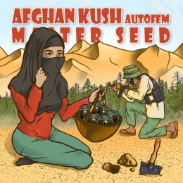 Auto Afghan Kush fem. Master-Seed