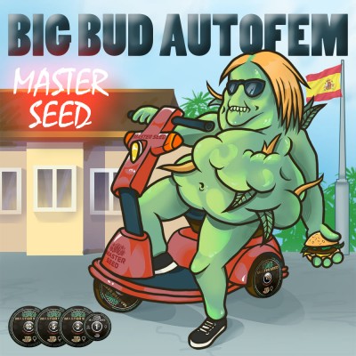 Семя Auto Big Bud сид банка Master-Seed