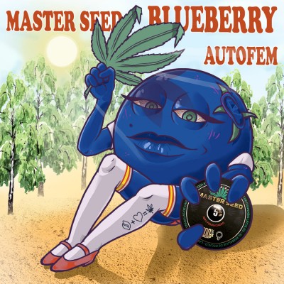 Семя Auto Blueberry сид банка Master-Seed
