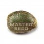 Семя Auto Super Bud  сид банка Master-Seed