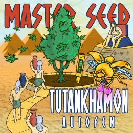 Auto Tutankhamon fem. Master-Seed