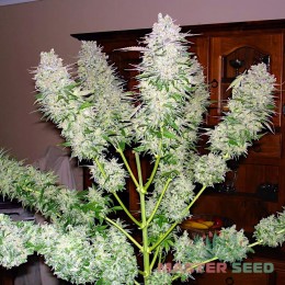 AK-47 fem. Master-Seed