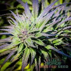 Black Widow fem. Master-Seed