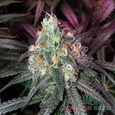 Blue Mango fem. Master-Seed