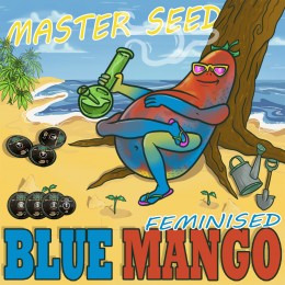 Blue Mango fem. Master-Seed