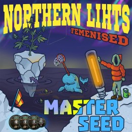 Northern Lights fem. Master-Seed