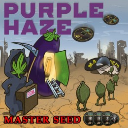 Purple Haze fem. Master-Seed