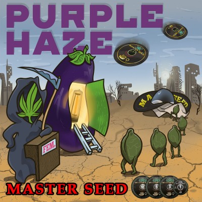 Семя Purple Haze сид банка Master-Seed