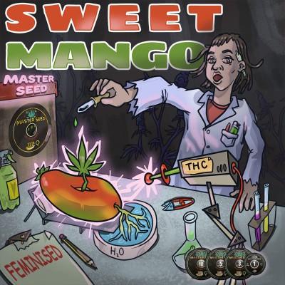 Насіння Sweet Mango сід банку Master-Seed