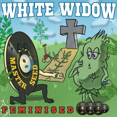 Насіння White Widow сід банку Master-Seed