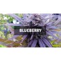 Насіння Blueberry сід банку Master-Seed