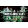 Семя Critical Sensi Star сид банка Master-Seed