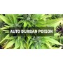 Семя Auto Durban Poison сид банка Master-Seed