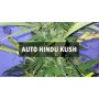 Семя Auto Hindu Kush сид банка Master-Seed